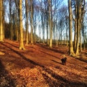 Esholt Woods