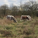 Wanstead Park