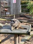 Lemur Enclosure