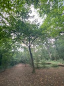 Bramingham Woods