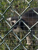 Golders Hill Park Zoo