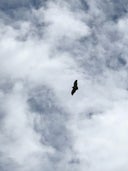 International Centre for Birds of Prey, Duncombe