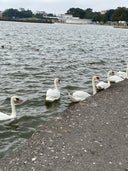 Poole Park Duck Lake