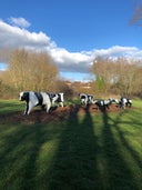 Concrete Cows