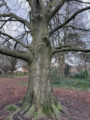 Purley Beeches