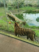 Tiger Territory