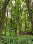 Ashenground Forest