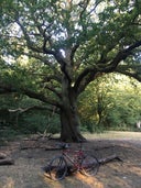 Grimston's Oak