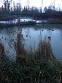 The duck Pond