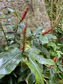 Sausmarez Manor Subtropical Garden