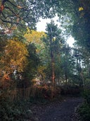 Sydenham Hill Wood