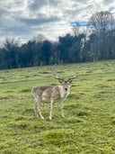 Knole Park