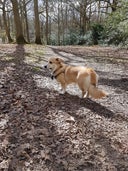 Pamber Forest and Silchester Common