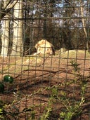 Lions at Edinburgh Zoo