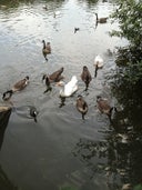 Trent Park Lake of Relaxation