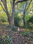 Lesnes Abbey Woods