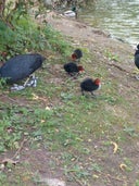 Pype Hayes Park Duck Pond