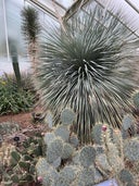 Princess of Wales Conservatory