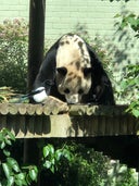 Pandas at Edinburgh Zoo