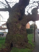 The Crouch Oak