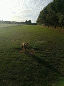 Folkestone Dog Run