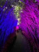 Alnwick Garden Bamboo Labyrinth