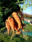 Rush Green Allotments