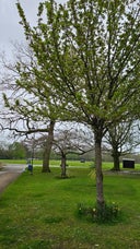 Poole Park