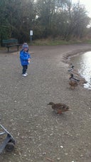 Witham Duck Pond