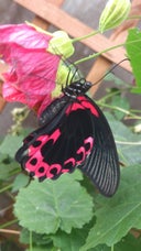 Stratford-upon-Avon Butterfly Farm