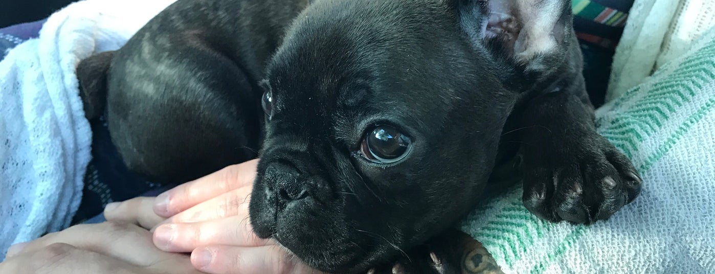 The 15 Best Pet Supplies Stores in Raleigh