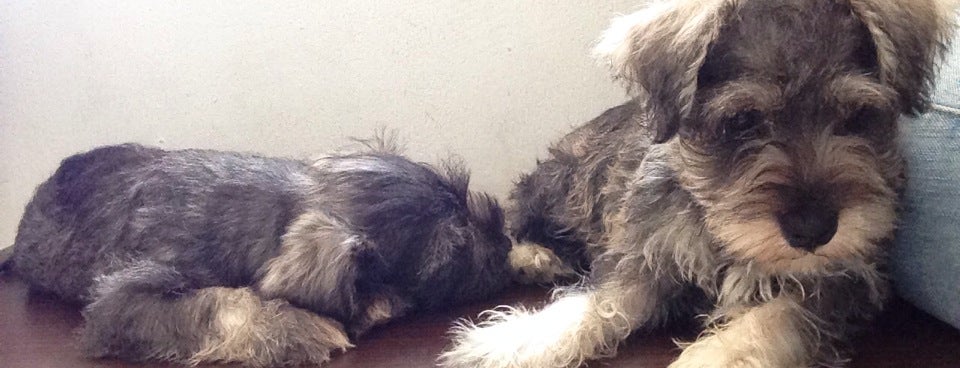 Bintaro Petshops & Vets