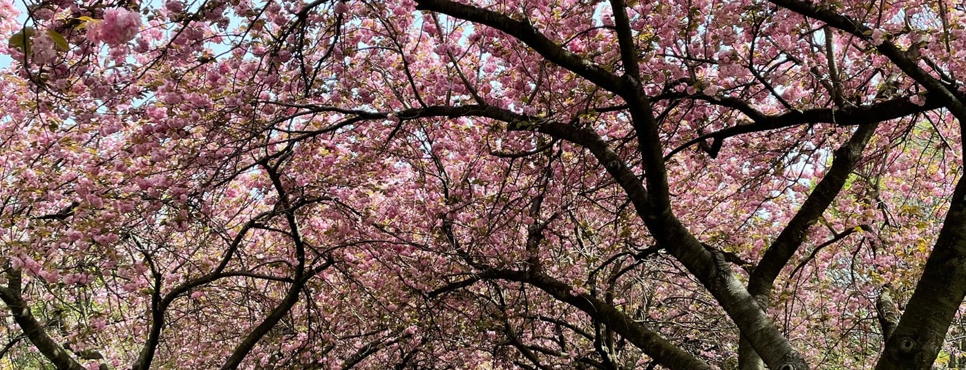 The 15 Best Places for Picnics in Brooklyn