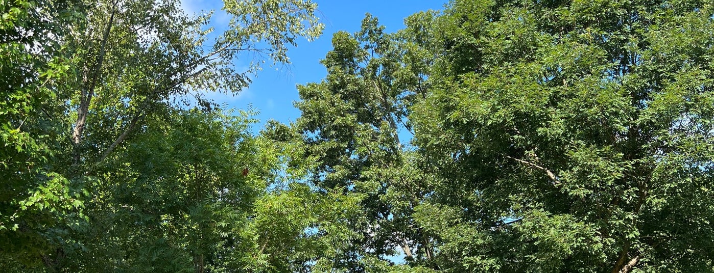 The 15 Best Places for Picnics in Atlanta