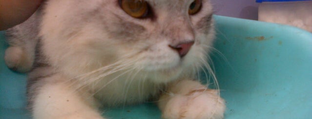 Bintaro Petshops & Vets