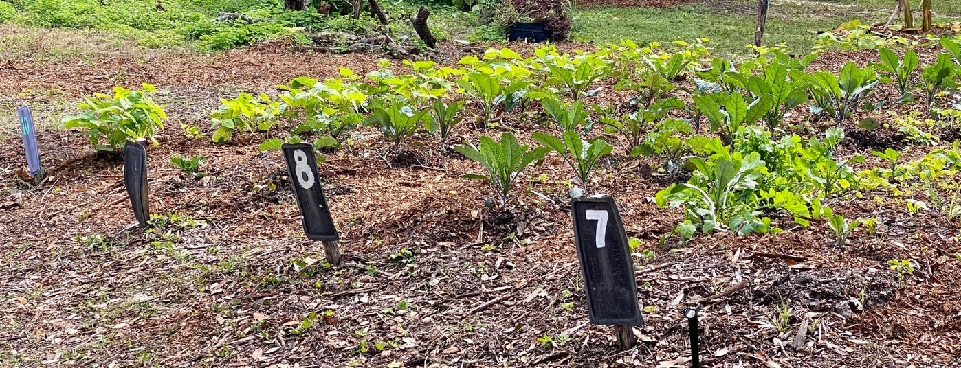 The 15 Best Places for Veggie Burgers in Tampa