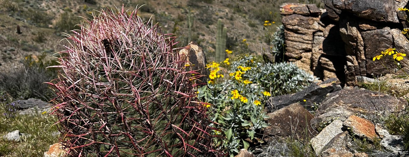 The 15 Best Places for Picnics in Phoenix