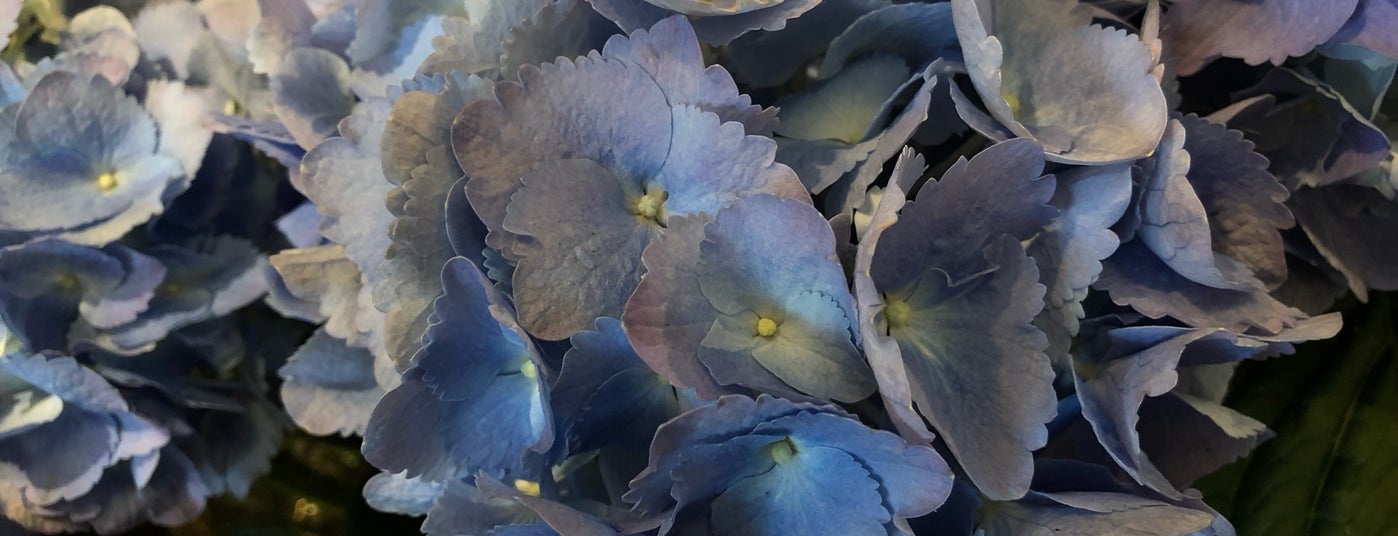 Le Flowers Honolulu Hi Best Flower Site