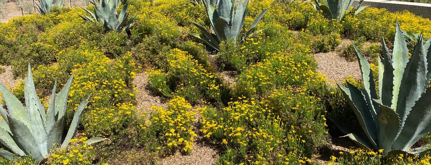 The 15 Best Places for Picnics in Phoenix