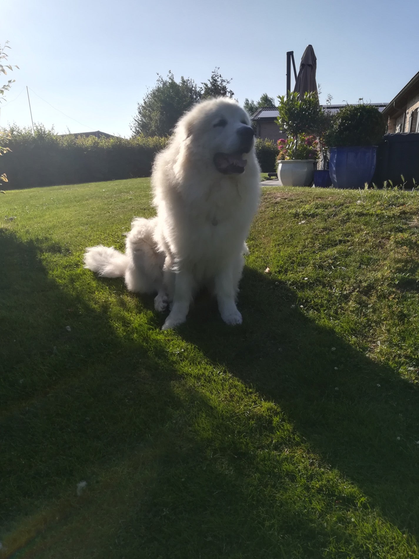 dog-run