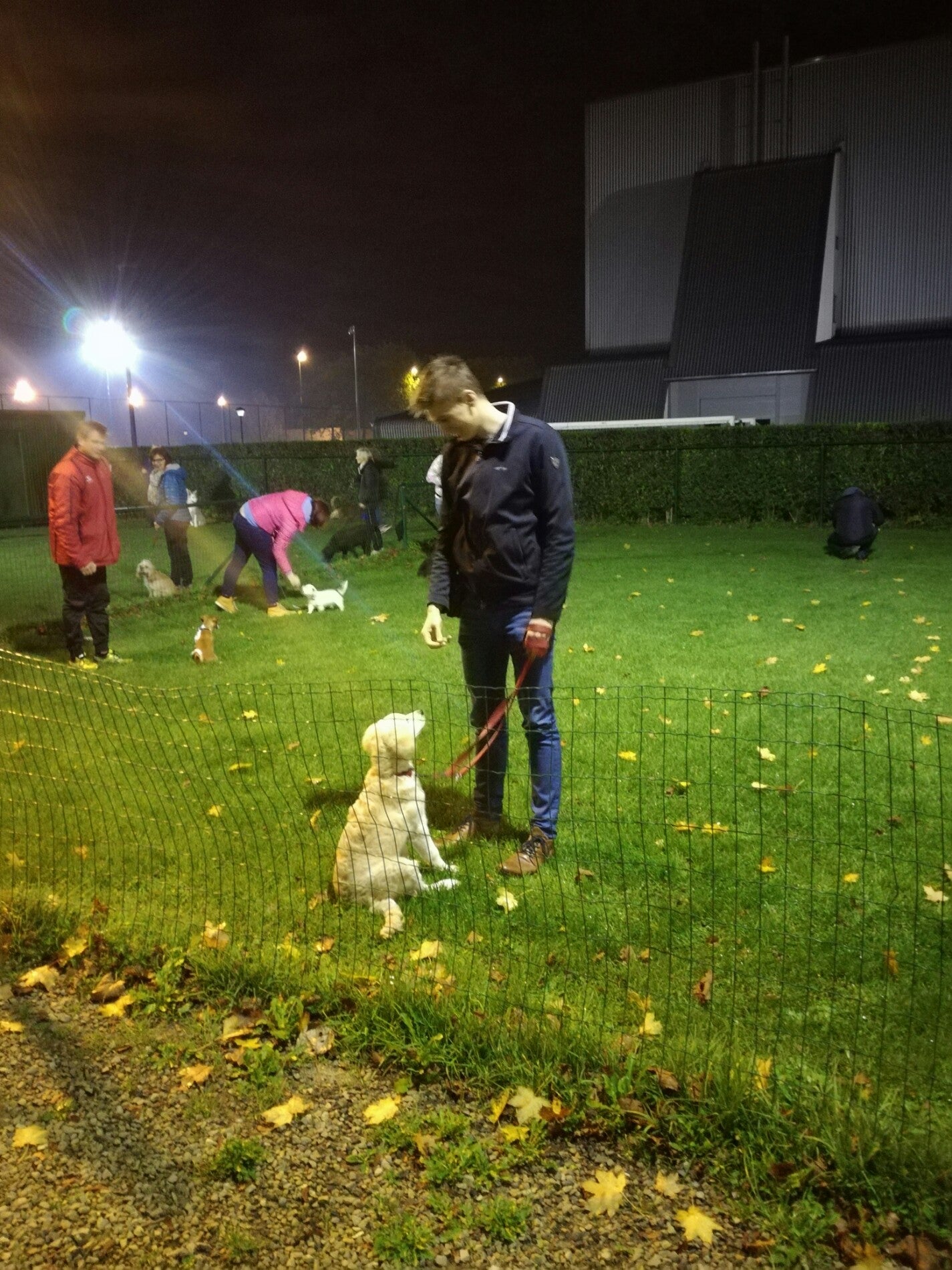 dog-run