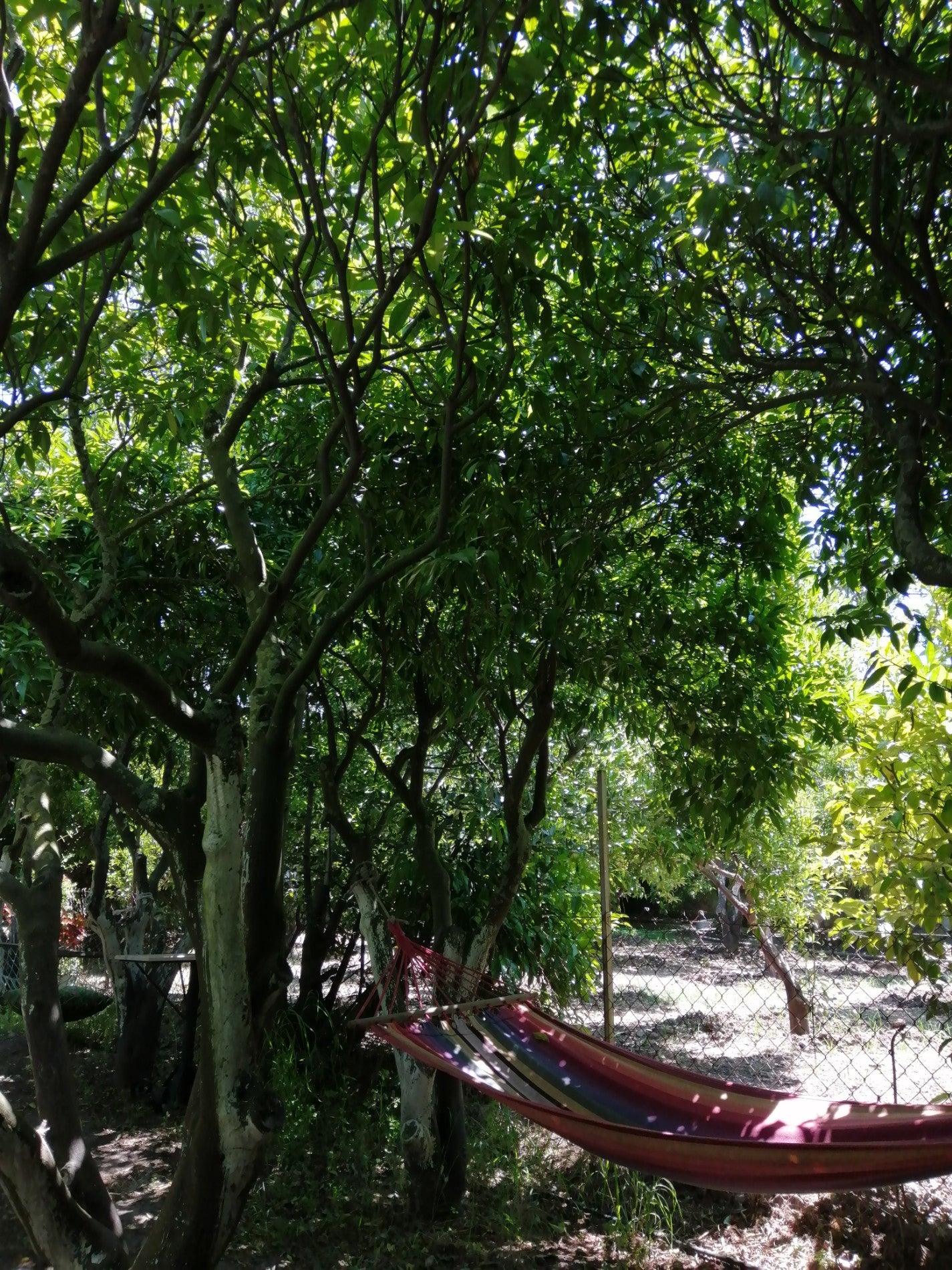 breakfast-spot