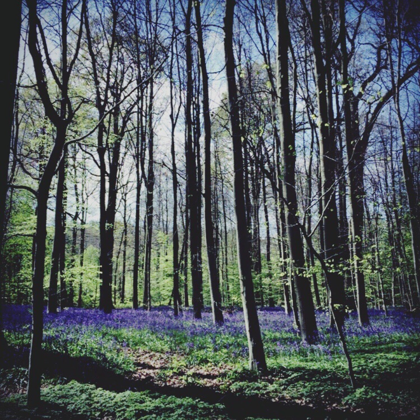 forest