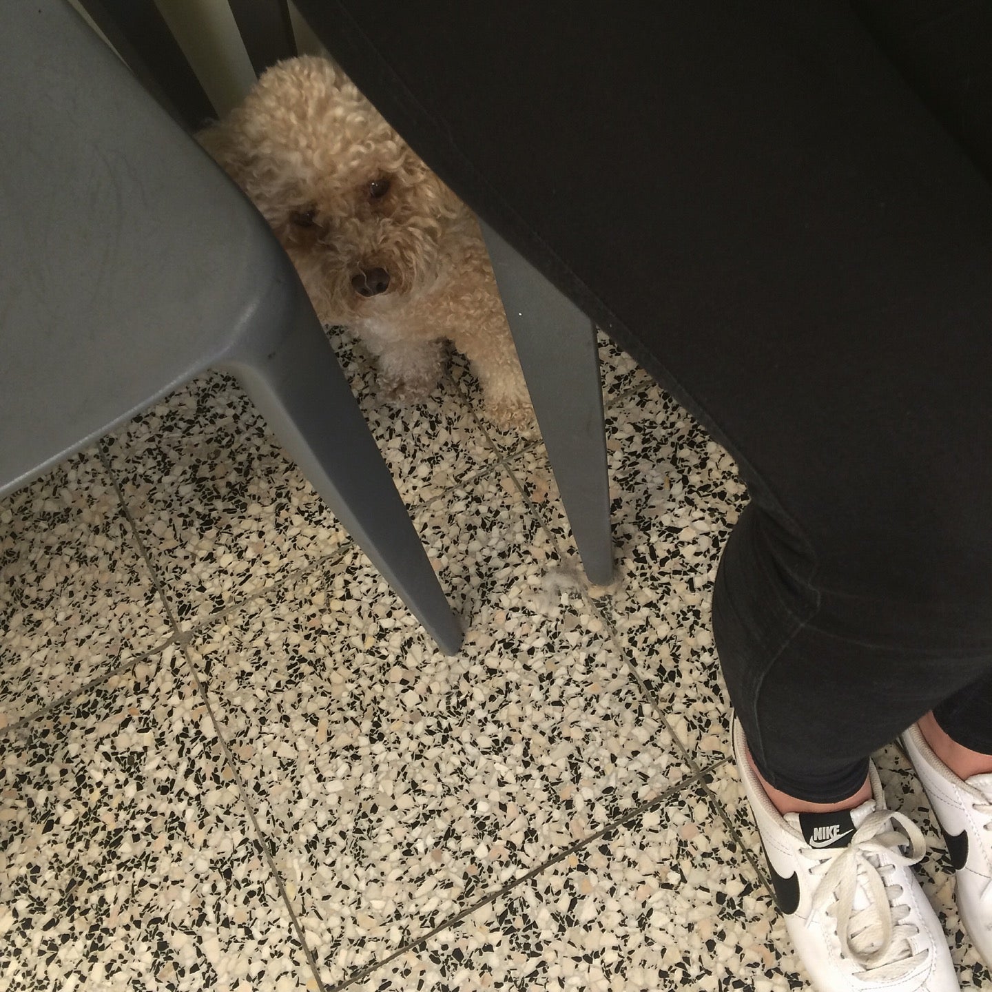 pet-service