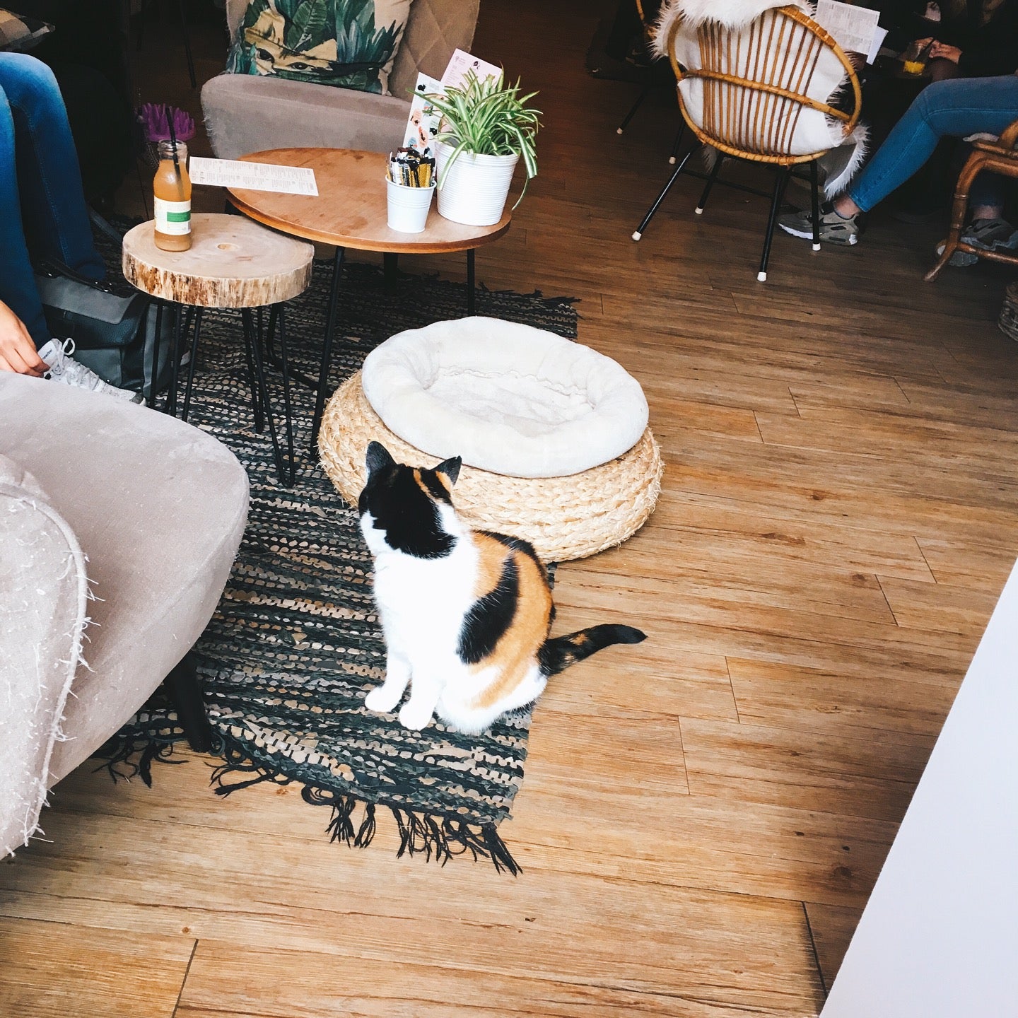pet-cafe