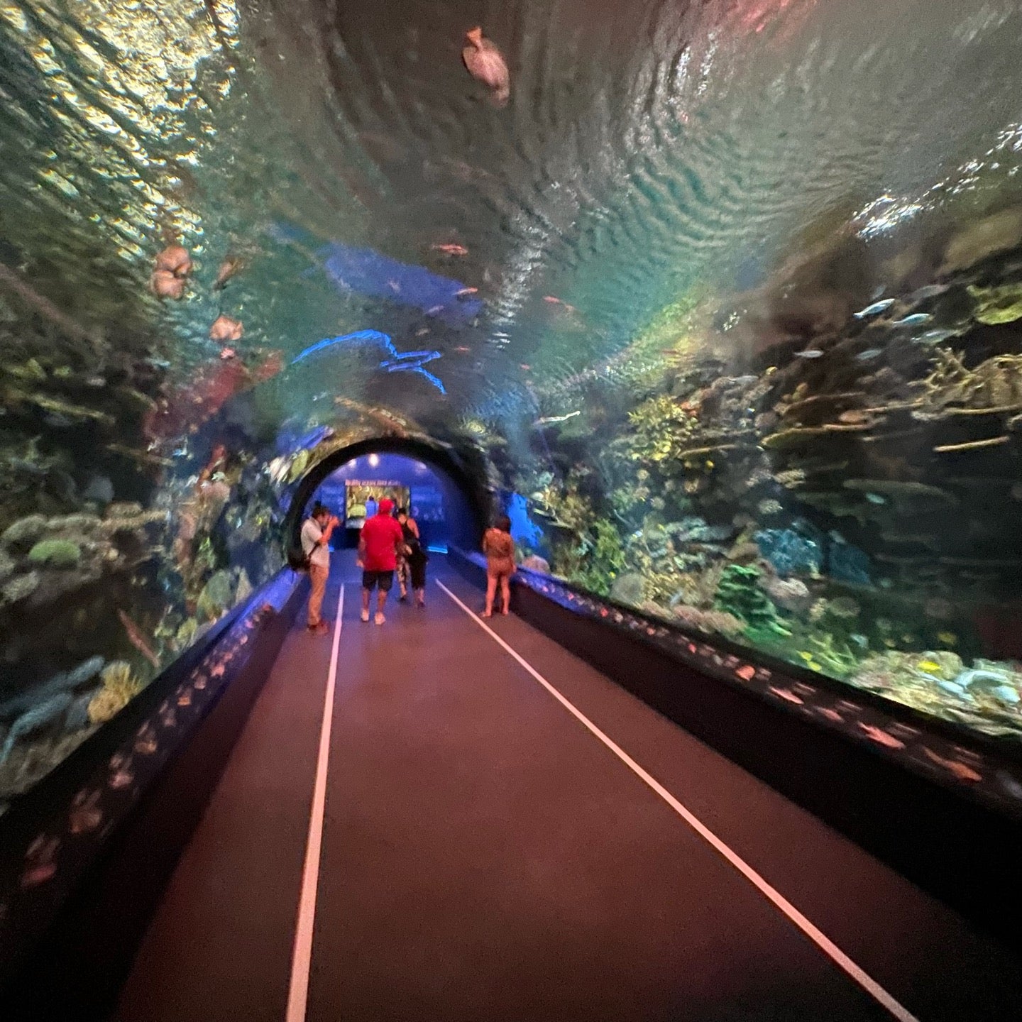 aquarium