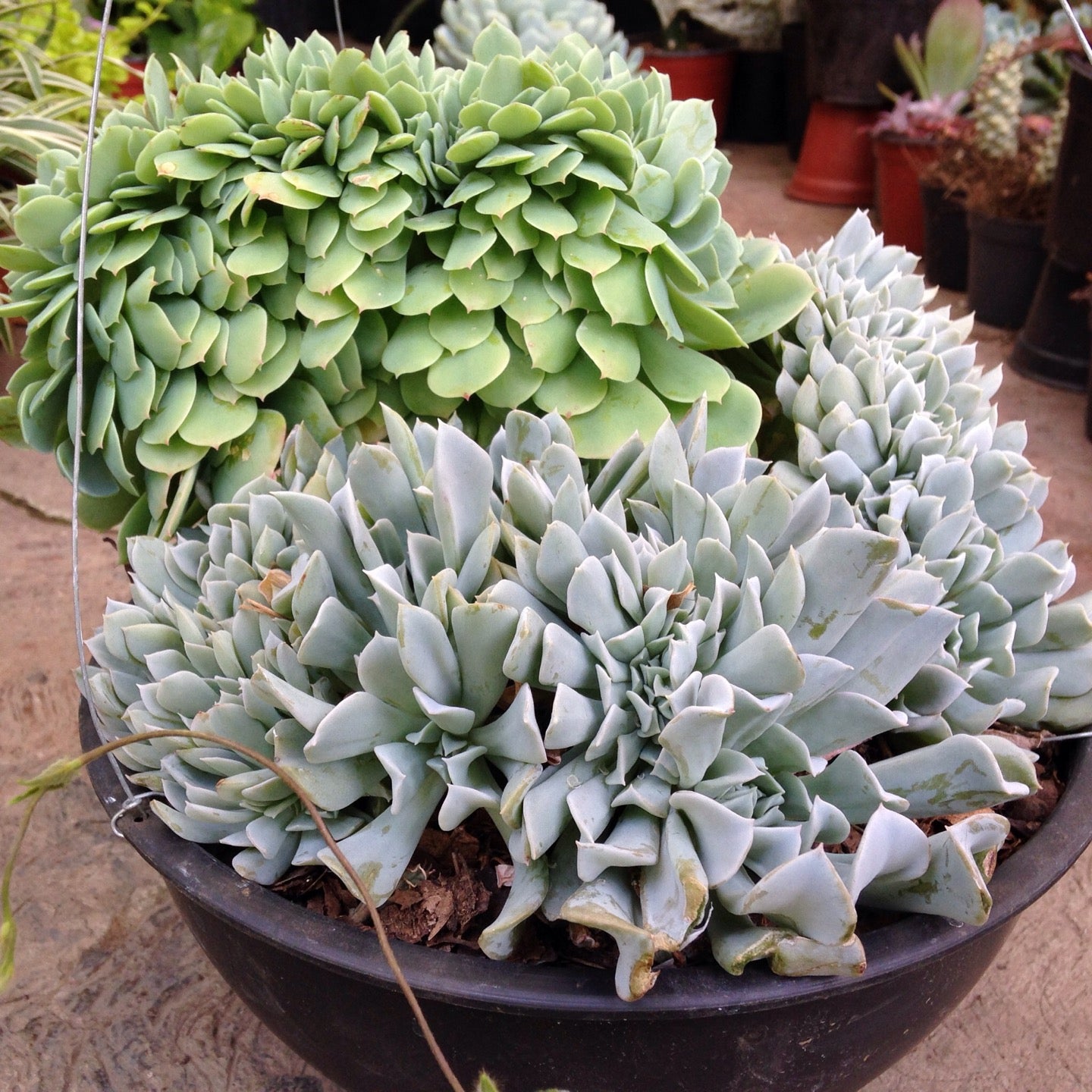 garden-center