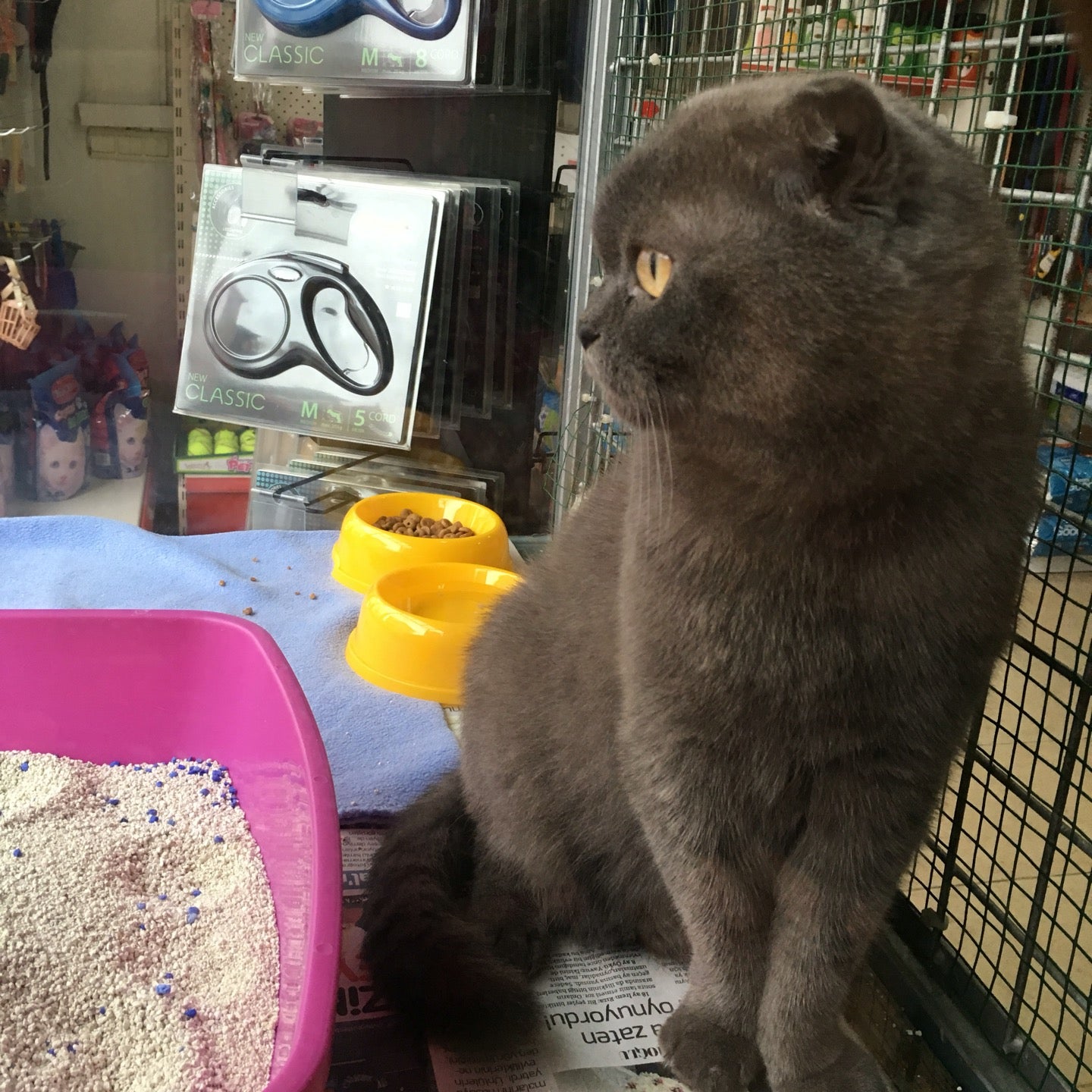 pet-store