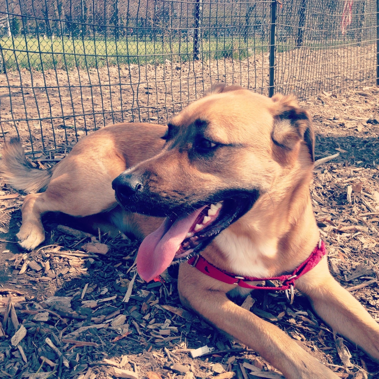 dog-run