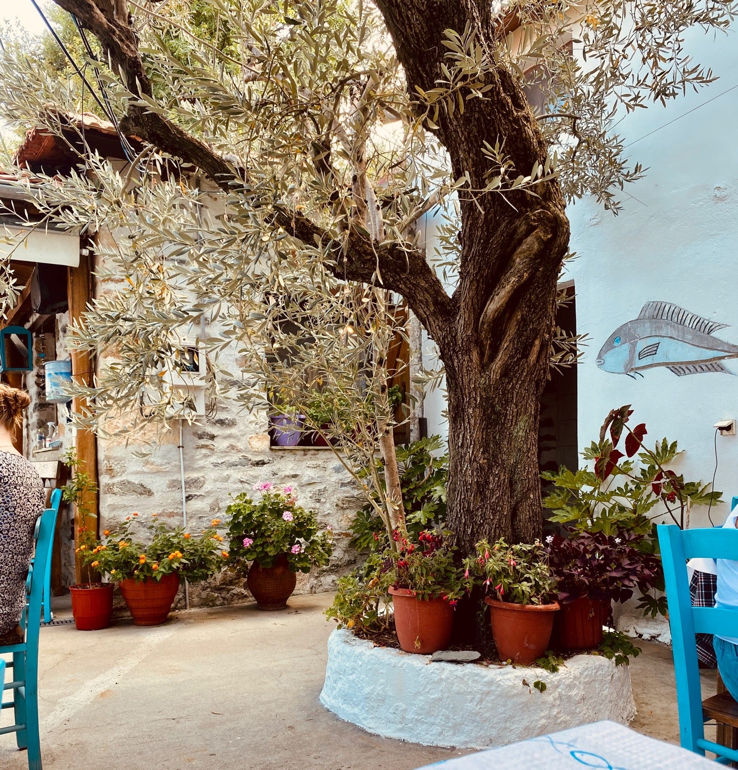 taverna